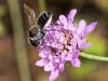 299455 – Photo : Danièle Tixier-Inrep – France (30)