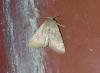 Orthosia sp.