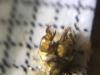 299108 – Photo : Limenitis78 – France (05)
