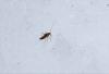 299256 – Photo : Guillaume AUBIN – France (73)
