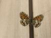 299032 – Photo : Limenitis78 – France (05)