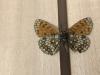 299034 – Photo : Limenitis78 – France (05)