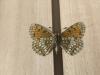 299036 – Photo : Limenitis78 – France (05)