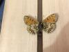 299465 – Photo : Limenitis78 – France (05)