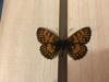 299466 – Photo : Limenitis78 – France (05)