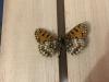 299468 – Photo : Limenitis78 – France (05)