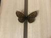 299530 – Photo : Limenitis78 – France (05)