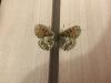 299531 – Photo : Limenitis78 – France (05)