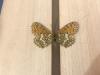 299533 – Photo : Limenitis78 – France (05)