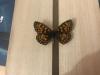 299536 – Photo : Limenitis78 – France (05)