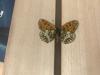 299537 – Photo : Limenitis78 – France (05)