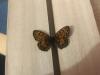 299540 – Photo : Limenitis78 – France (05)