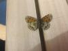 299541 – Photo : Limenitis78 – France (05)