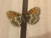 299543 – Photo : Limenitis78 – France (05)