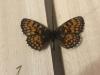 299544 – Photo : Limenitis78 – France (05)