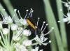 299631 – Photo : alain Roujas – France (31)