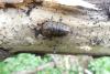 Lymantria sp.