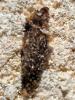299664 – Photo : Cédric Mondy – France (94)