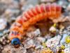 299653 – Photo : Cédric Mondy – France (94)