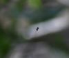 299559 – Photo : Jean-Claude Jamoulle – Bahamas