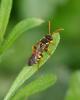 299411 – Photo : Didier GODREAU – France (85)