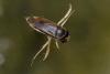 299715 – Photo : Philippe Vanmeerbeeck – Belgique