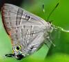 Deudorix sp.