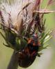 299463 – Photo : Alexis Bliot – France (38)