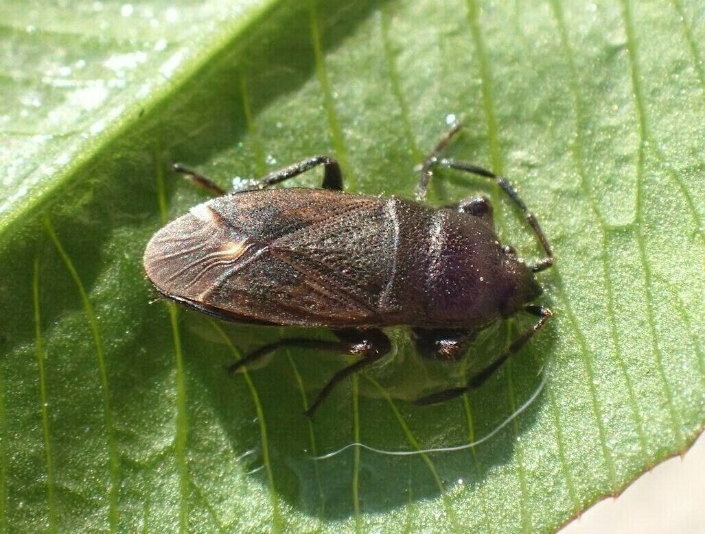 Catherine Reymonet-Smitten - Megalonotus chiragra - réf. 299312 (1027 x 779 pixels, 182 ko)
