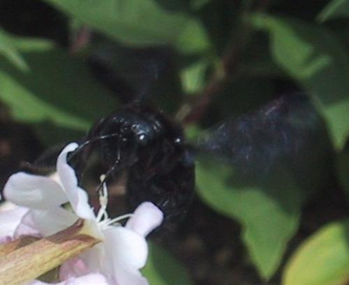 Xylocopa sp.