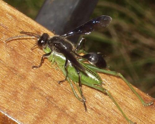 Isodontia mexicana