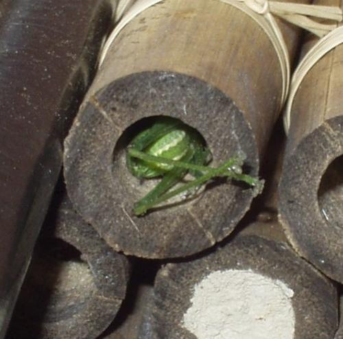 Isodontia mexicana