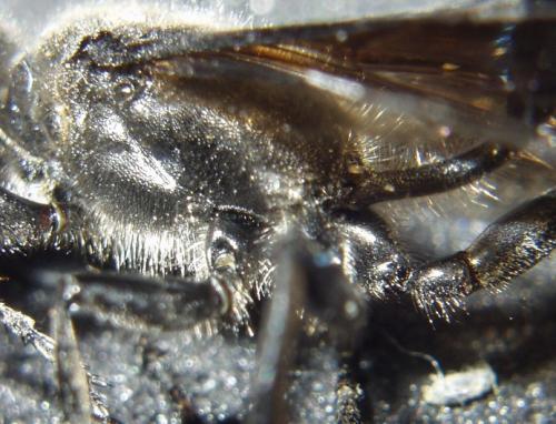 Isodontia mexicana