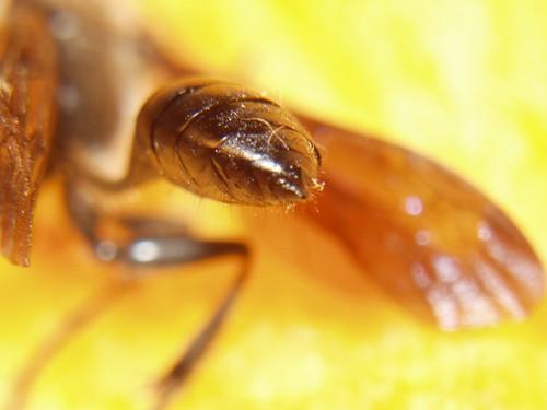 Isodontia mexicana