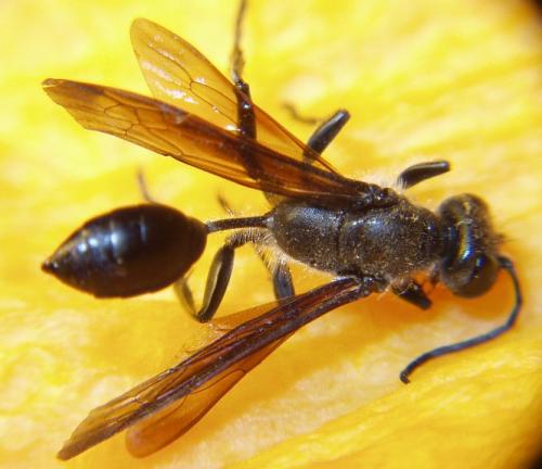 Isodontia mexicana