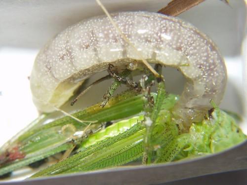 Isodontia mexicana