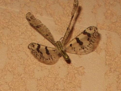 Réf. 3 353 : Palpares libelluloides