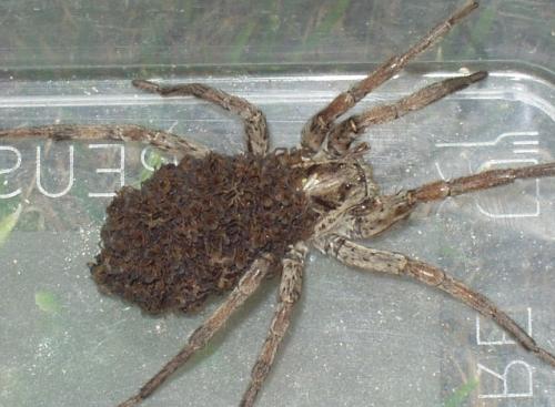 Hogna radiata
