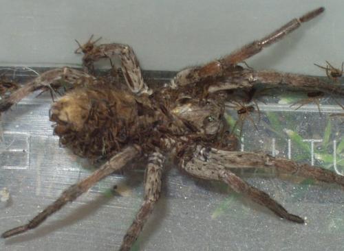 Hogna radiata