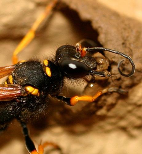 Sceliphron sp.