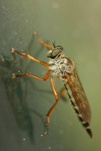 Neomochtherus sp.