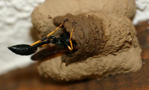 Réf. 3 201 : Sceliphron caementarium