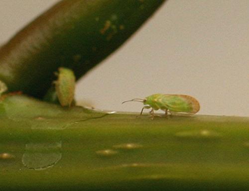Acizzia jamatonica