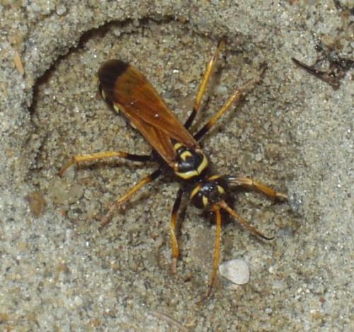 Réf. 3 410 : Batozonellus lacerticida