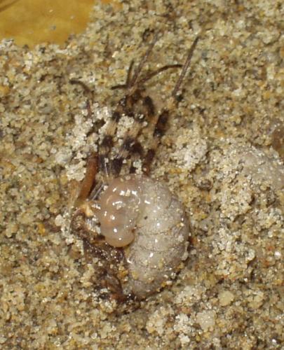 Batozonellus lacerticida