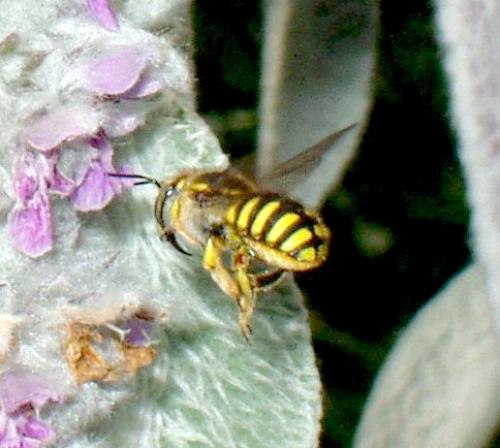 Anthidium sp.