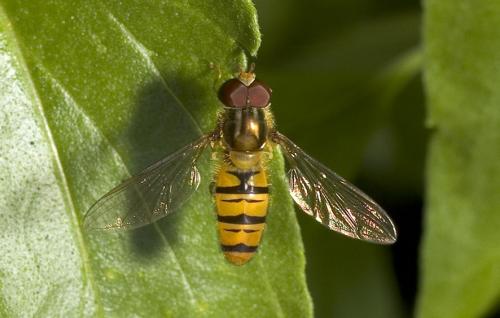 Episyrphus balteatus