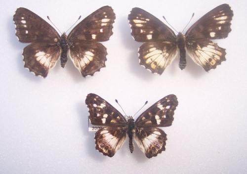 Réf. 3 656 : Araschnia levana