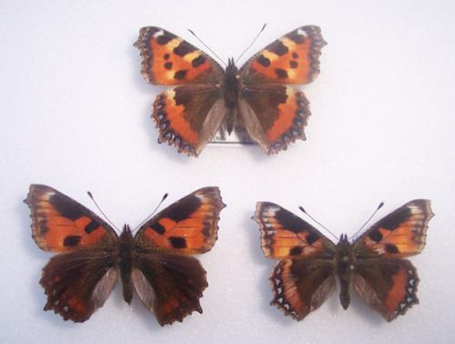 Aglais urticae