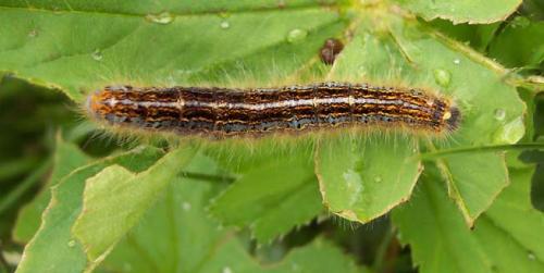 Malacosoma alpicola